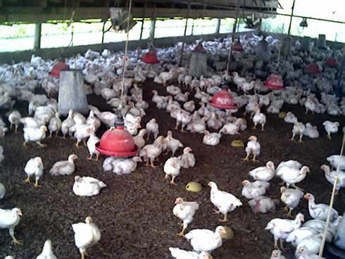 תרנגולים בלול אשר נחשב אורגני, למרות שניתן לראות בבירור שאין כל גישה לחצר